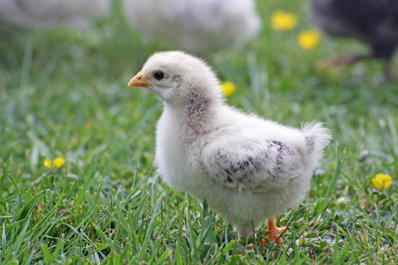 chicks, chicken, easter